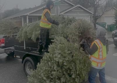 Picking up trees in Chico, CA